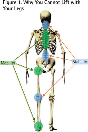 This illustration shows the reasons many responders have difficulty lifting with their legs: What should be mobile has become tight and weak, and what should be stable is forced to become mobile. This phenomenon is at the root of all poor biomechanics and many injuries. <i>(Illustration by author.)