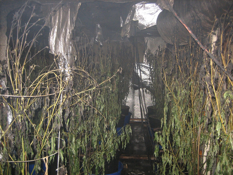 The Deadly Hazards of Indoor Marijuana Grow Houses
