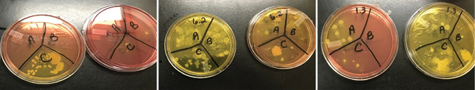 Representative Staphylococcal growth on mannitol salt agar (MSA) plates (left-side images) and MSA containing the antibiotic oxacillin (right-side images). 