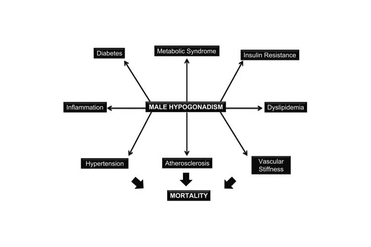 Testosterone schema from NIH