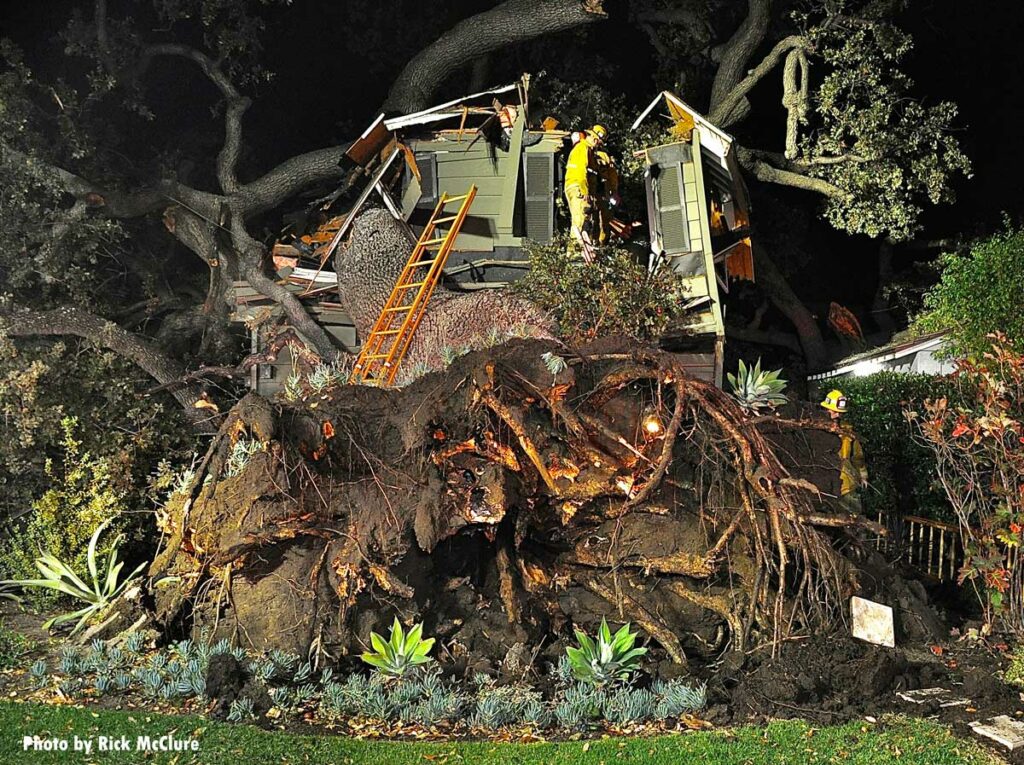 Roots of tree that fell on house in Los Angeles