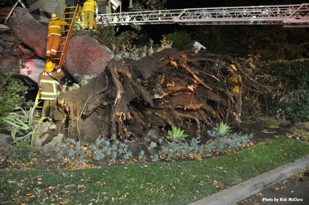 Roots of huge tree that collapsed on home