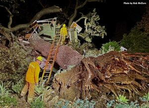 One person killed by fallen oak tree in Encino