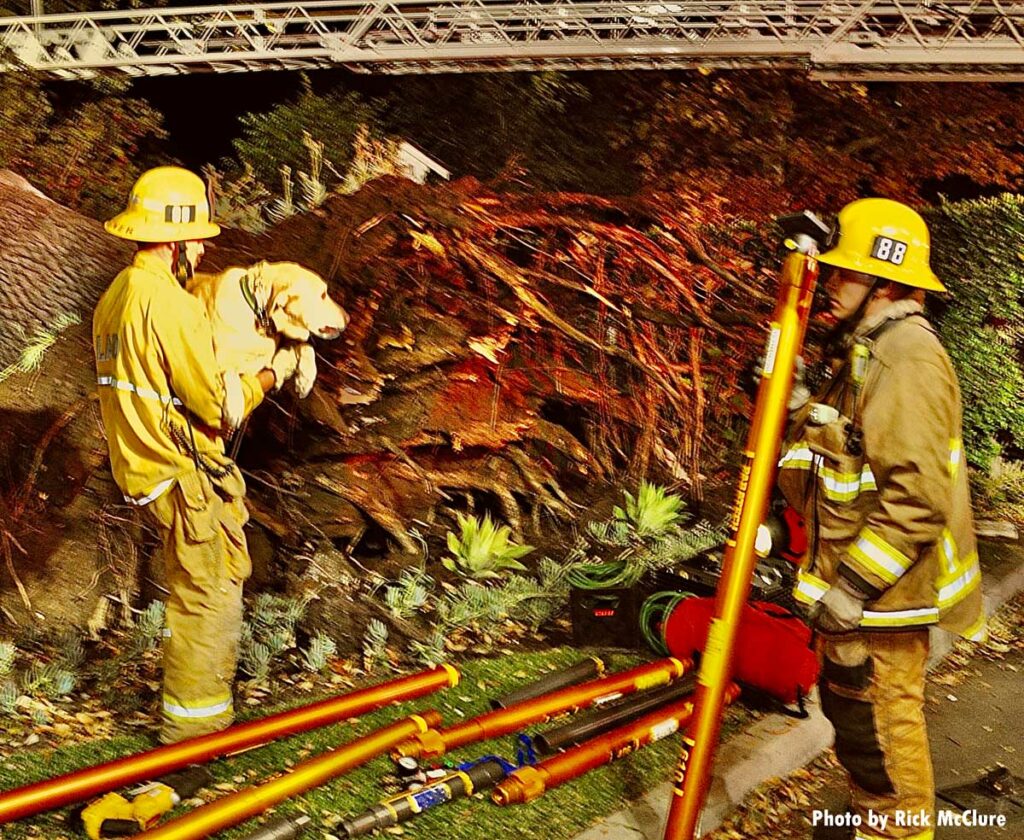 Firefighters remove dog from home. Stabilization equipment is visible