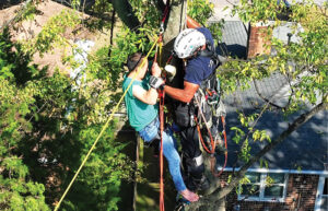 high-angle tree rescue Virginia Beach