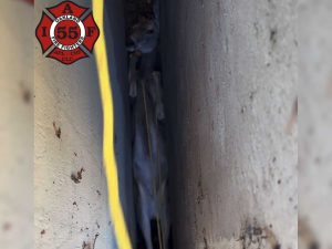 Oakland firefighters rescue deer wedged in walls