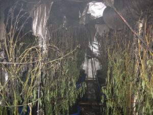 Marijuana grow house